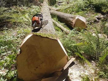 Lavori boschivi